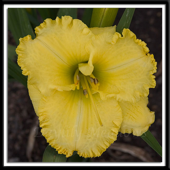 Daylily Supersonic Blond Alternate Image